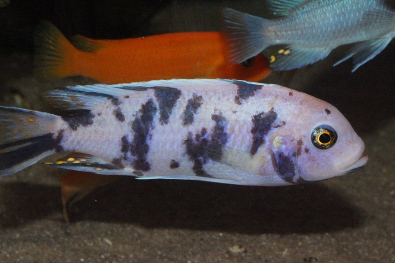 Maylandia zebra 'Mala Point'